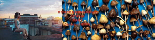 гашик Горняк
